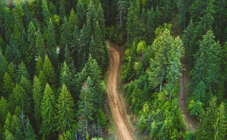 Forest trees wilderness journey